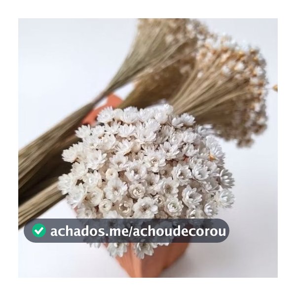 Flor Sempre Viva Branca I Kits 3.000 / 2.000 / 400 / 200 Flores Secas Premium P/ Decoração