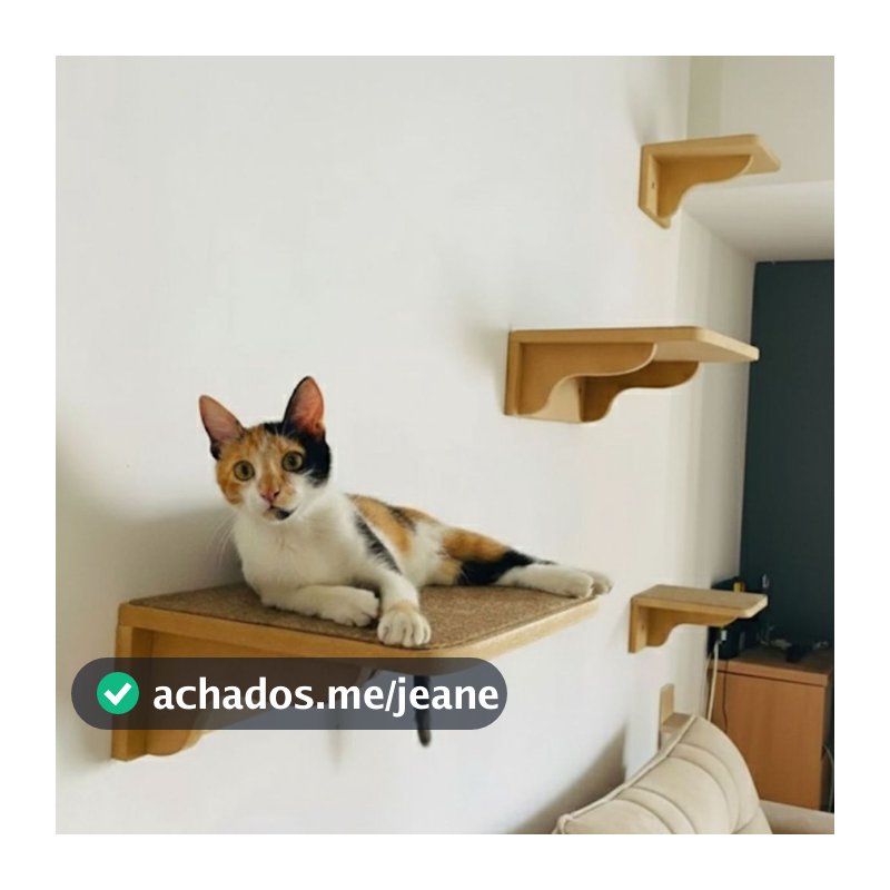 Parque Gato REFORÇADO 4pçs Prateleiras Com Carpete Antiderrapante Já Montado Playground Gato Parede