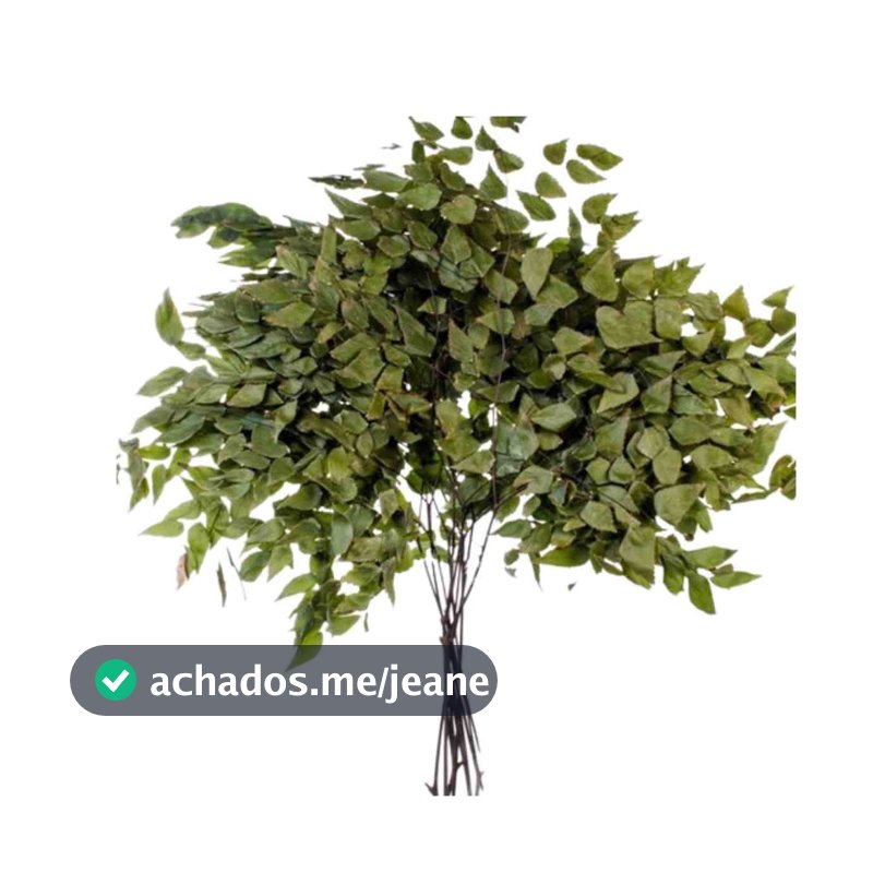 Folha De Avenca para Decorações