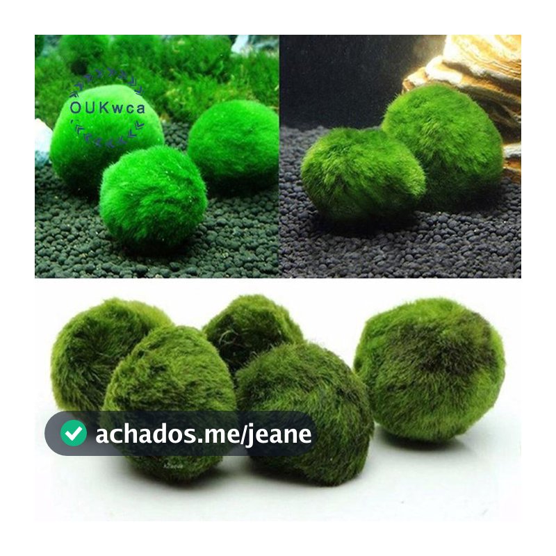 Pequenas Bolas Fofas Para Aliviar O Estresse ! De Musgo Marimo De 3 A 4 Cm | Plantas De Aquário Vivas Filtragem De Água