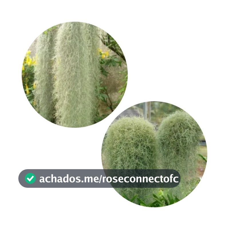 kit 3 Barba de Velho/ tilandesia Usneoideos/Decoração de Jardins vasos e Plantas