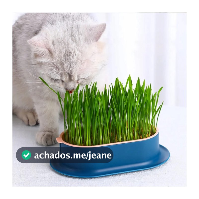 Kit Plante Sua Graminha Natural Para Gatos Grama de Trigo Auxilia na Digestão e Bem-Estar LR-0242