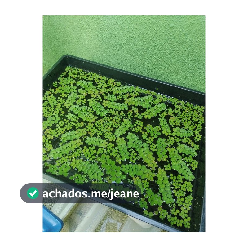 Para aquários produto natural de superficie salvinia (ler descrição)