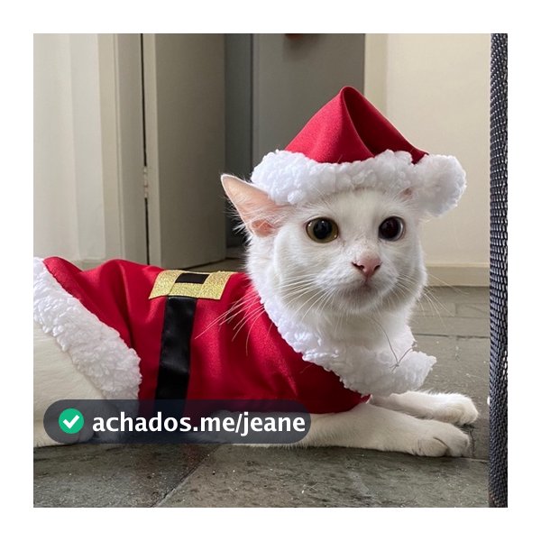 Roupa pet NATAL para cachorro e gato papai Noel , FANTASIA PET NATAL