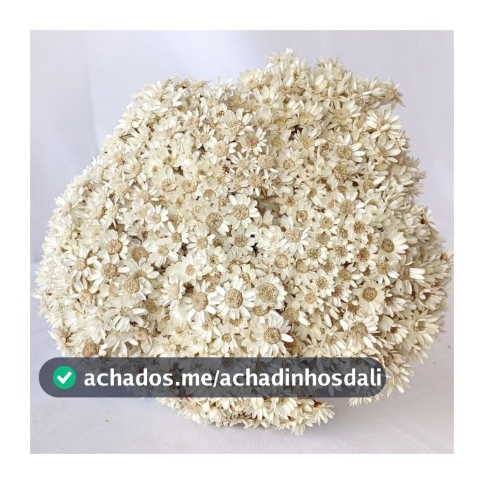 1200 Flores Sempre Viva Flor Seca Natural Arranjo Descoração Mini Florzinha Casamento Chá Sala Mesa