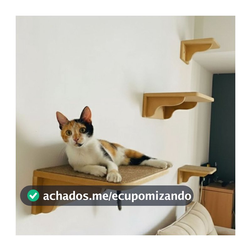 Parque Gato REFORÇADO 4pçs Prateleiras Com Carpete Antiderrapante Já Montado Playground Gato Parede