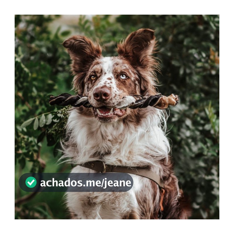 Trança de Couro Bovino para Cachorro Natuka - Mordedor Natural Pet