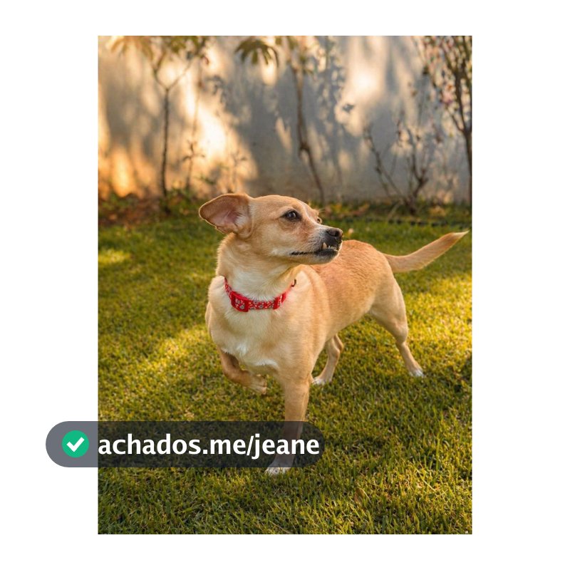 Coleira Para Cachorro Pequeno e Médio Regulável Várias Cores Premium Pet Luxo Passeios Cães
