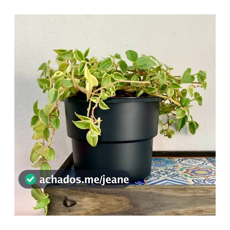 Kit 6 Vaso Plantas Autoirrigável Vaso Antidengue Auto Irrigável Flores Hortas Vaso Escolha as Cores