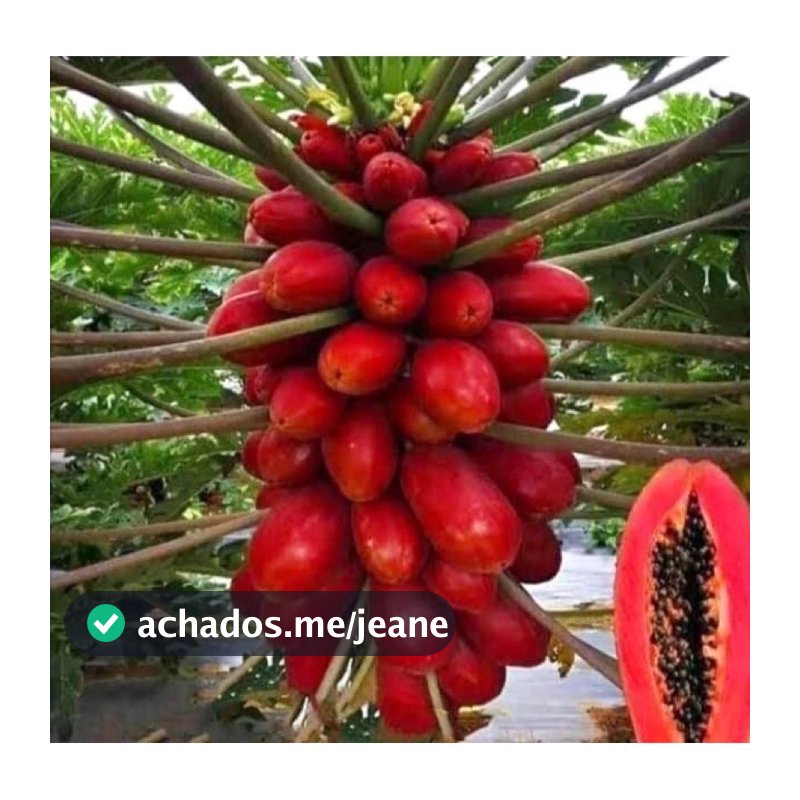 10 Sementes de Mamão Vermelho Taiwanês 🌱 Variedade Exótica | Alta Produtividade