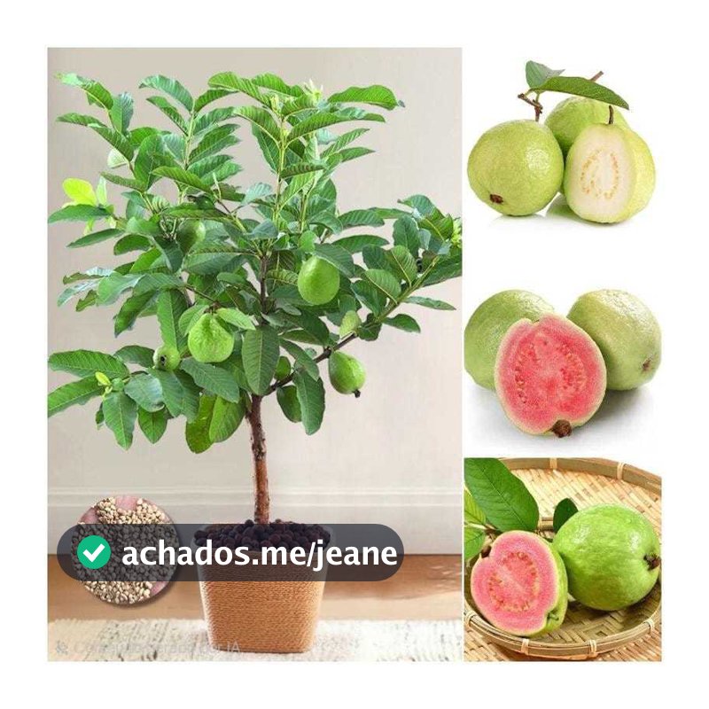 PROMOÇÃO 20 Sementes de Goiaba Tailandesa – Ideal para Vasos e Pequenos Espaços
