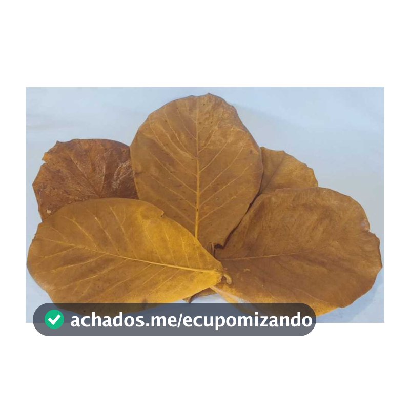 Folhas de Amendoeira Secas Para Tratamento de Aquário (Limpas e Prontas para Uso)