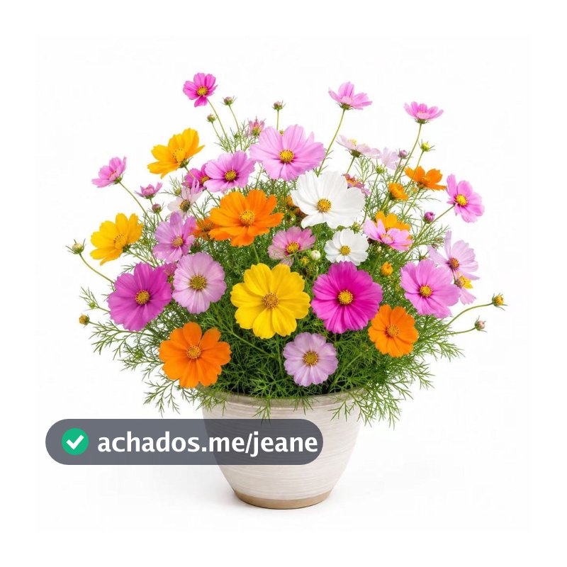 Semeie: Sementes de Cosmos de Jardins Cosmea. flores deslumbrantes para horta caseira