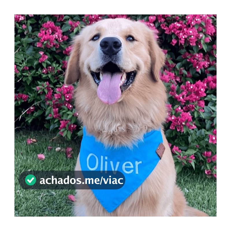 Bandana Pet lisa COM NOME BORDADO - Cães e Gatos - Varias Cores e tamanhos - Artesanal Premium