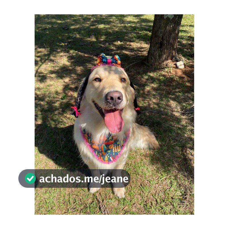 Kit Festa Junina - Bandana Junina Pet - Festa Junina Pet - Fantasia Pet - Chapéu Pet