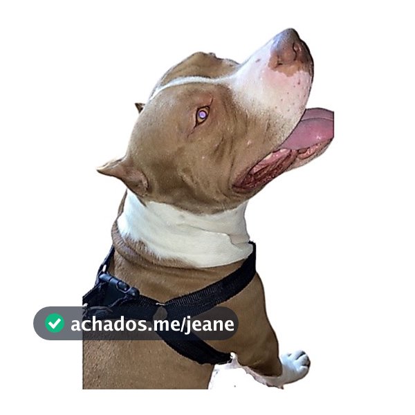 Peitoral pra cachorro grande forte Boxer Labrador vai guia anti puxão feito em fita dupla reforçada