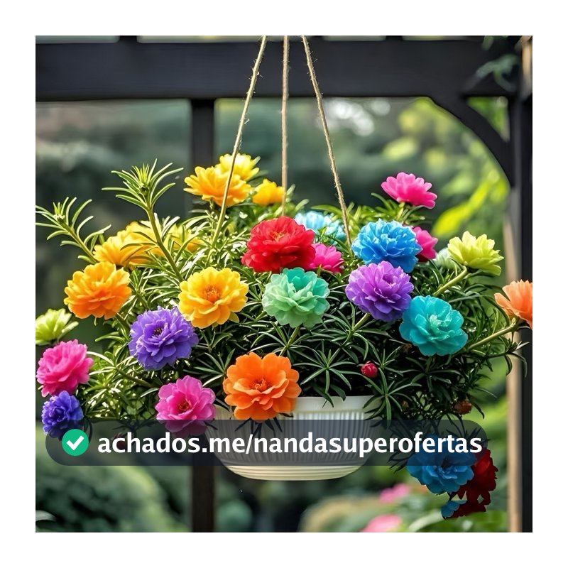 jardim colorido Flores Das Onze Horas Sementes Varanda Ao Ar Livre sementes selecionadas