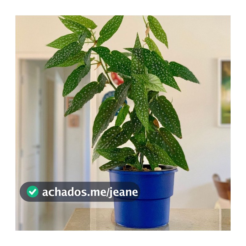 Vaso Plantas Autoirrigável Antidengue Flores Hortas Vaso c Cachepô Auto Irrigável
