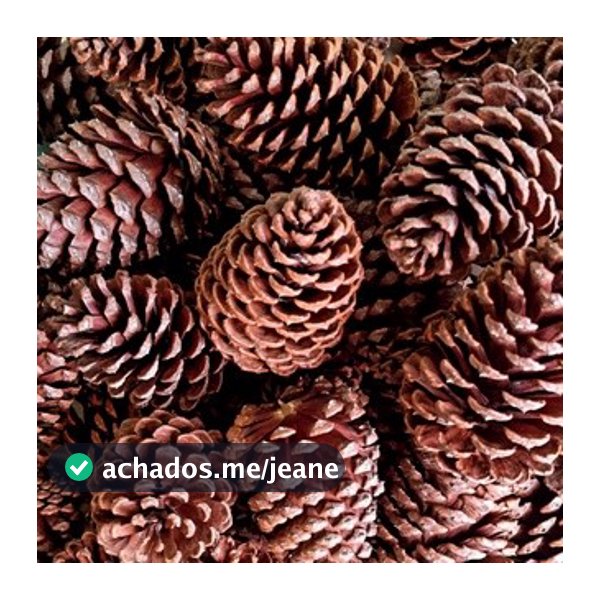 KIT 10 Pinha Natural Seca Artesanato Enfeites Natal Decoração Aves e Roedores