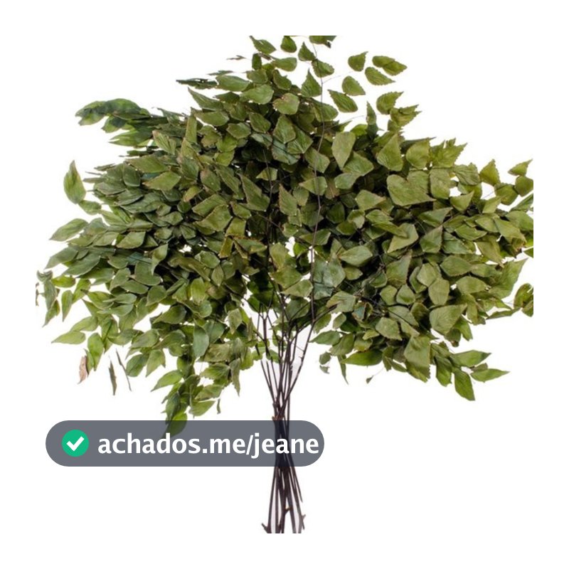 Galhos De Avenca para Decorações, Arranjos e Buquê