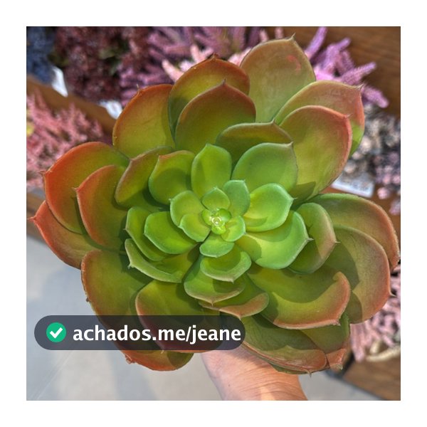 Suculenta Artificial Decorativa em Plástico para Arranjos 21 cm