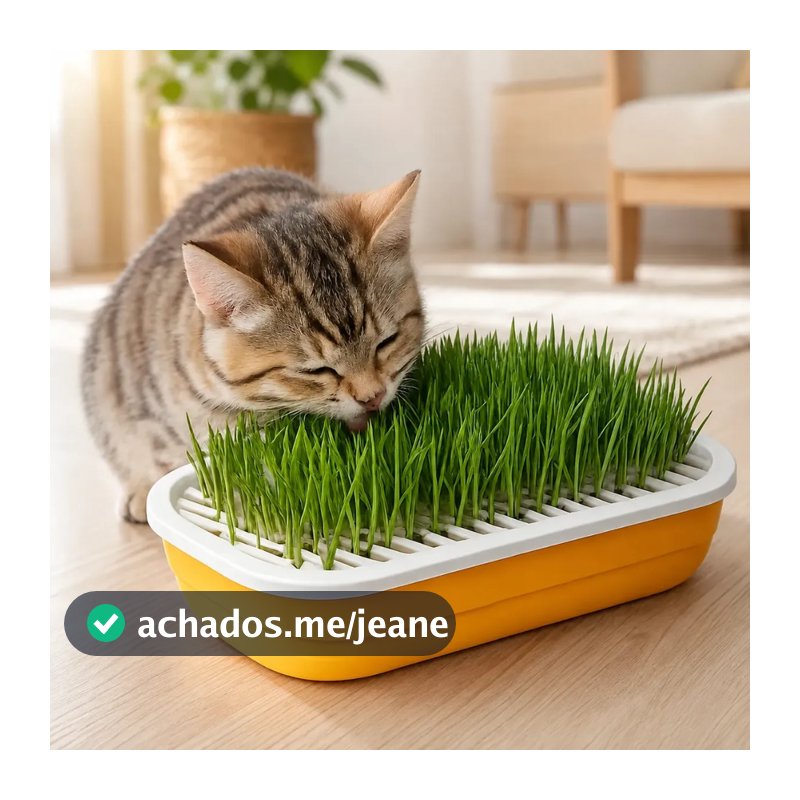 Kit Floreira Com 04 Pacotes Sementes De Graminha Para Gatos - Auxilia na Digestão e Bola de Pelo / Fácil manutenção