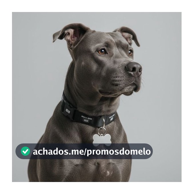 coleira para cachorro + plaquinha de identificação pet reforçada com trava  ajustável