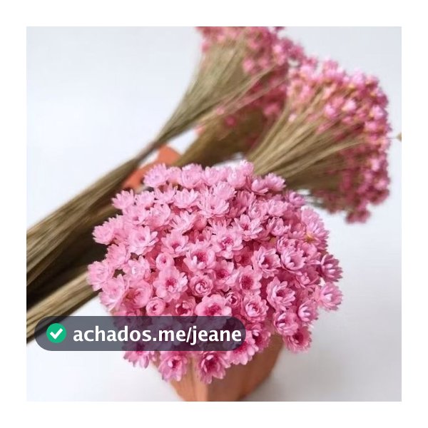 Sempre Viva na cor Rosê I Kits com 2.000 / 400 / 200 Flores secas Premium