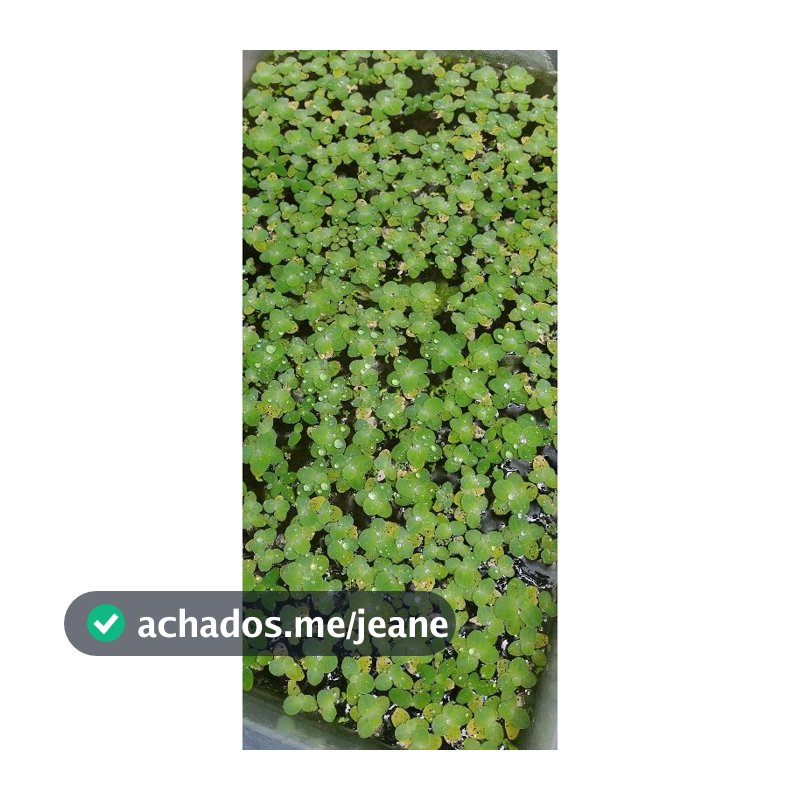 Para aquários produto  natural de superficie (ler descrição)