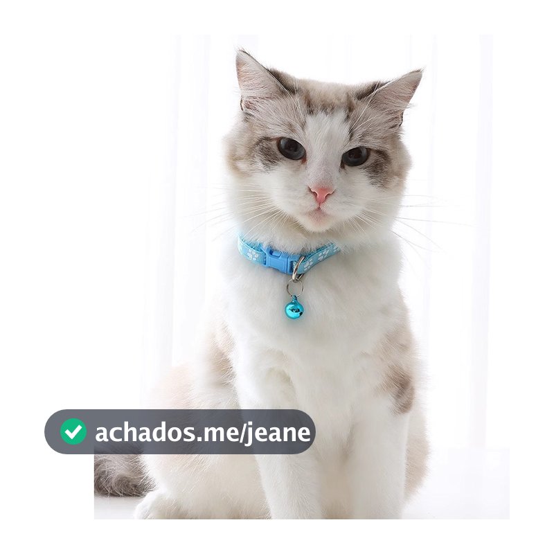 Coleira Teddy Ajustável Universal para Cães e Gatos com Sino