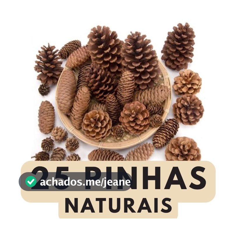 kit 25 pinhas naturais direto do campo para enfeite de natal Roedores calopsita e artesanato