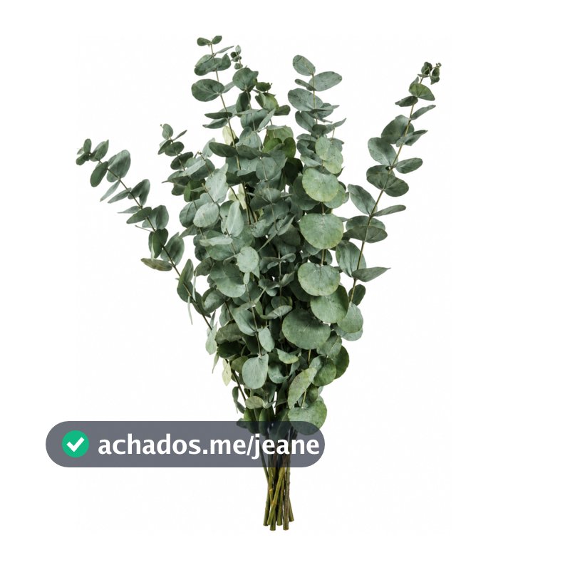 Eucalipto Desidratado Natural Cheiroso - Elcalipto Para Vaso Decoração |20 Galhos Secos Novos Grande