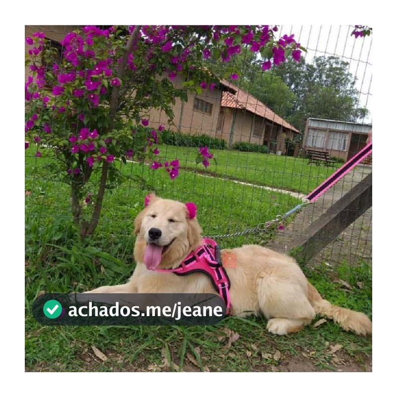 Peitoral Coleira Guia Com Amortecedor Anti Puxão Rosa Cão Pitbul Golden Rottwhailler Dalmata