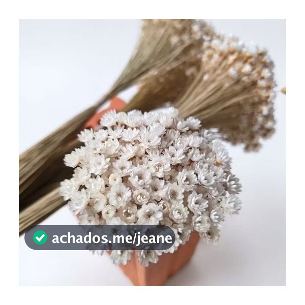 Flor Sempre Viva Branca I Kits 3.000 / 2.000 / 400 / 200 Flores Secas Premium P/ Decoração