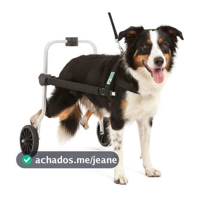Cadeira 2 Rodas Tamanho G Cachorro Traseira Regulável Deficiente Paraplégico