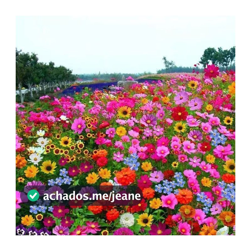 Para cultivar: Sementes 100 sementes de Flores Mistas — Jardim Colorido e Fácil de Cultivar
