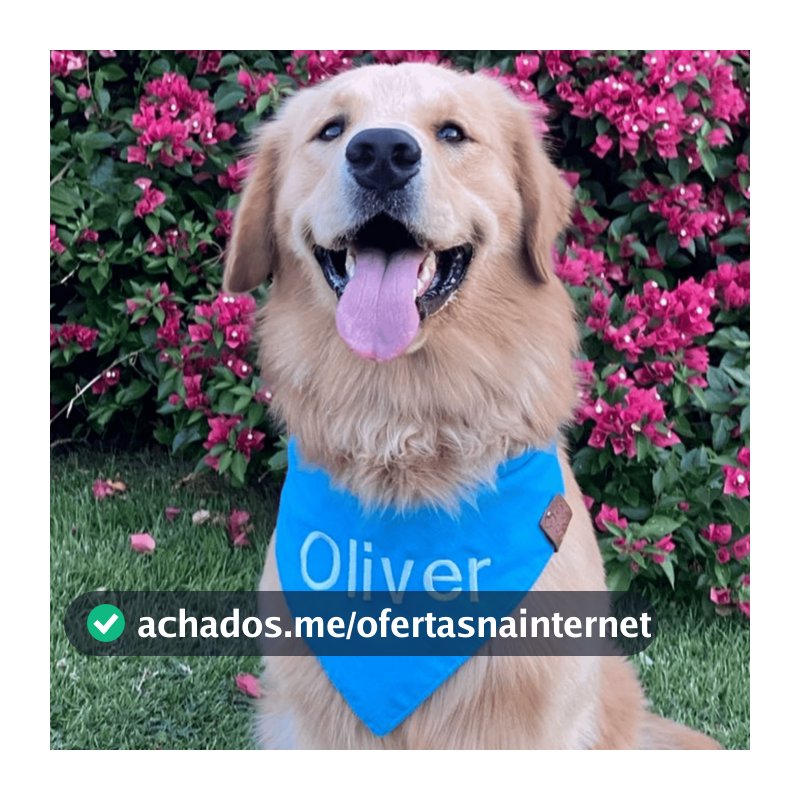 Bandana Pet lisa COM NOME BORDADO - Cães e Gatos - Varias Cores e tamanhos - Artesanal Premium