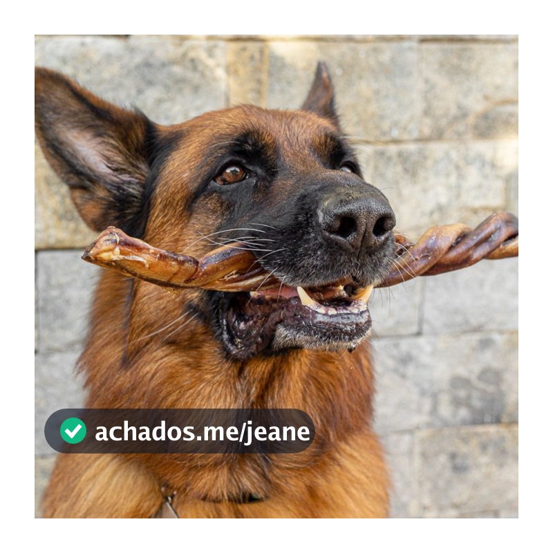 Mordedor Natural Para Cães Vergalho Bovino Luv Inteiro Saudável 1un