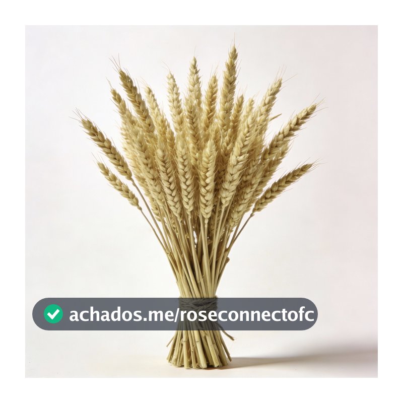 Kit 200 Hastes de Trigo Para Decoração Elegante Convites Casamento Arranjos Artesanato Ramo Maços