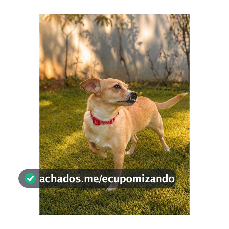 Coleira Para Cachorro Pequeno e Médio Regulável Várias Cores Premium Pet Luxo Passeios Cães