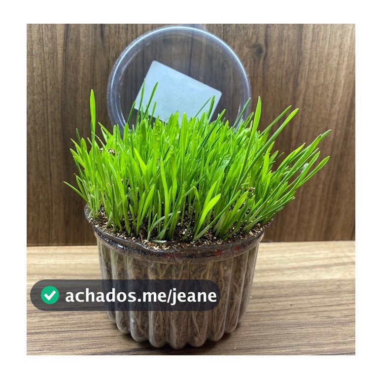 Grama para gato Graminha SEMENTE 150G Natural