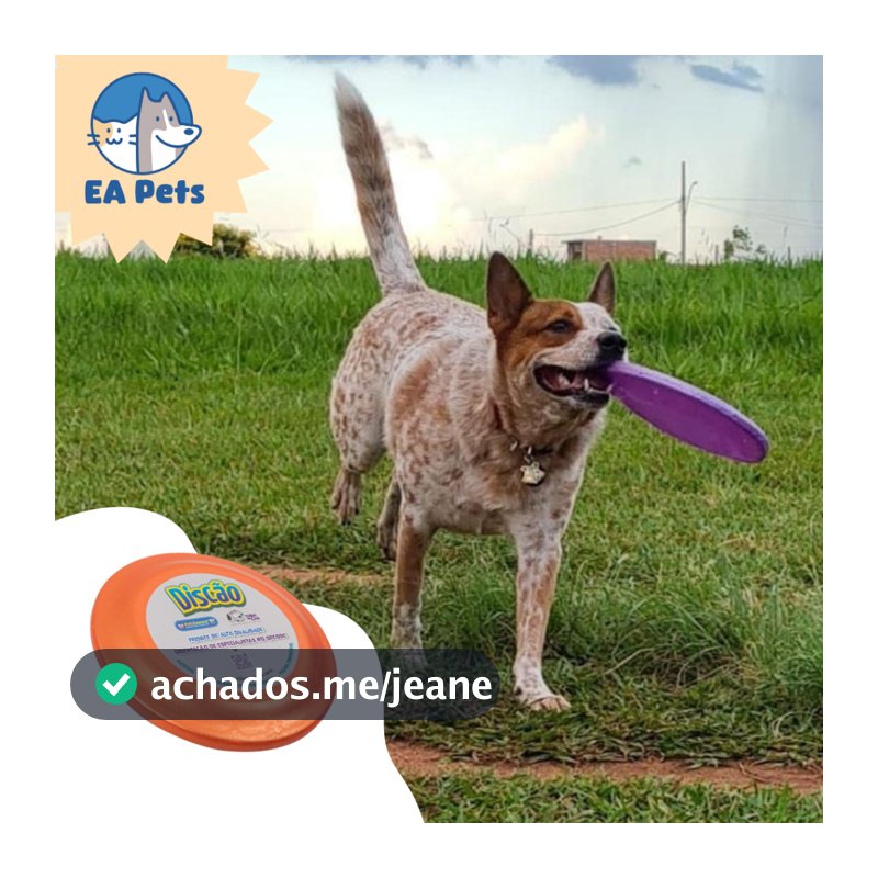 Frisbee Da Pet Games Discão Brinquedo Para Cão Flexível Divertido E Super Resistente Cachorro