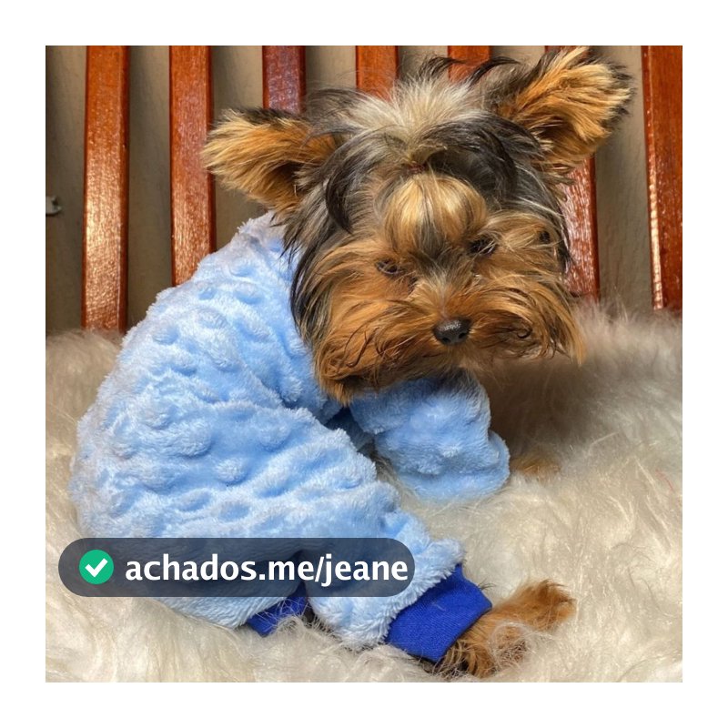 Macacão Pipoquinha Cachorro Inverno Pet