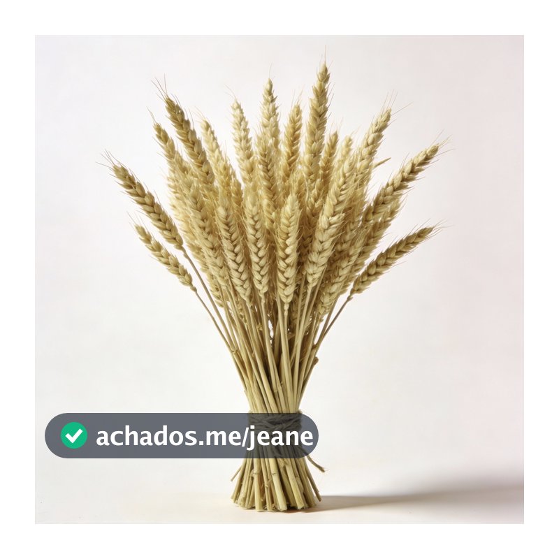 Kit 200 Hastes de Trigo Para Decoração Elegante Convites Casamento Arranjos Artesanato Ramo Maços