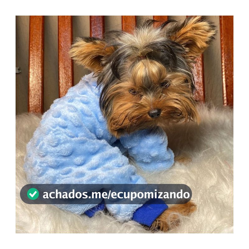Macacão Pipoquinha Cachorro Inverno Pet