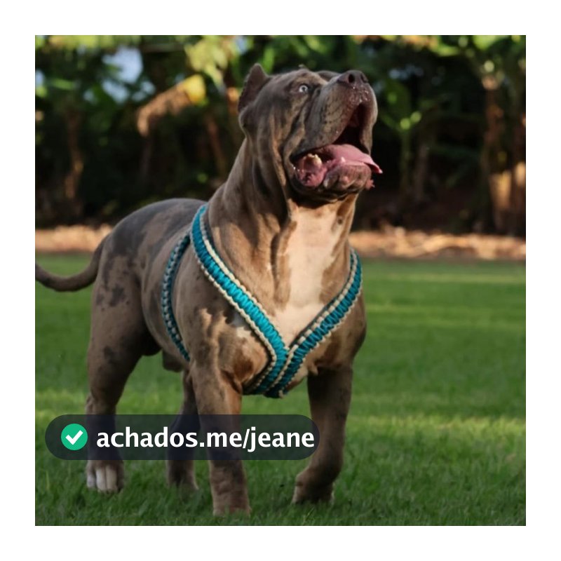 Peitoral Resistente e Ajustável Sob Medida para Cachorro Grande e Médio (Não Acompanha Guia)