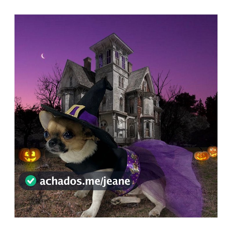 Vestido pet  BRUXA + CHAPÉU para cachorro e gato FANTASIA PET halloween 🎃