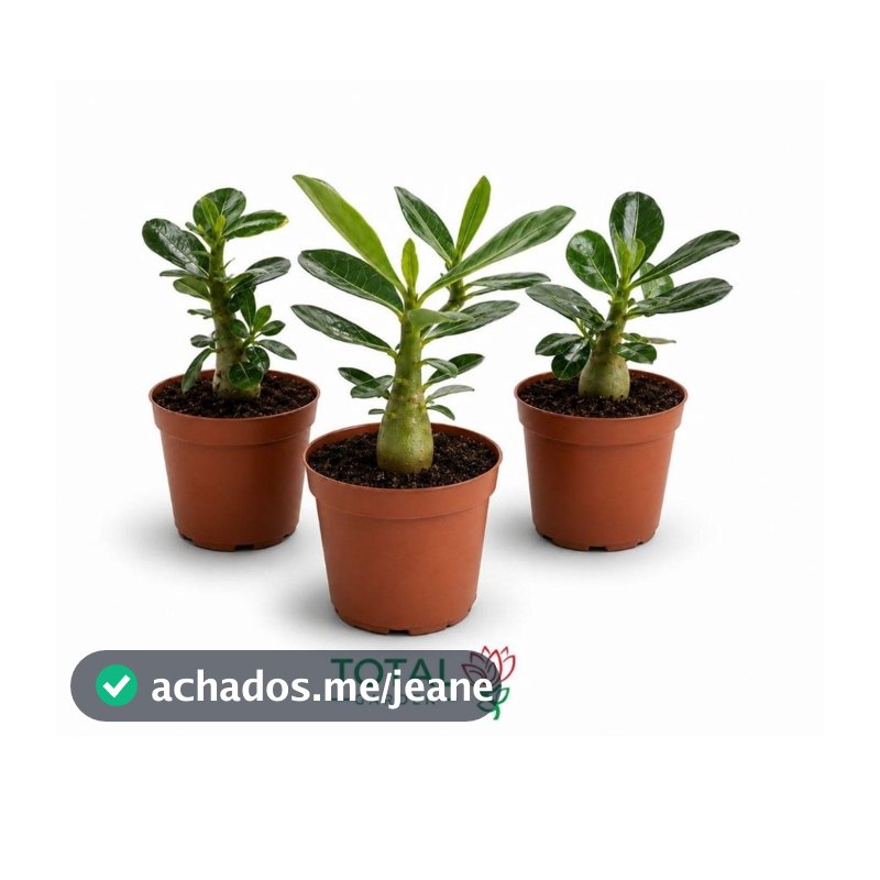 KIT 03 ROSA DO DESERTO