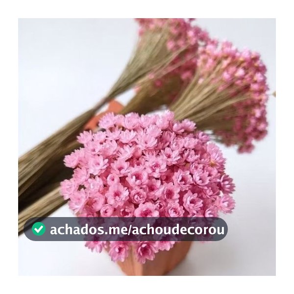 Sempre Viva na cor Rosê I Kits com 2.000 / 400 / 200 Flores secas Premium
