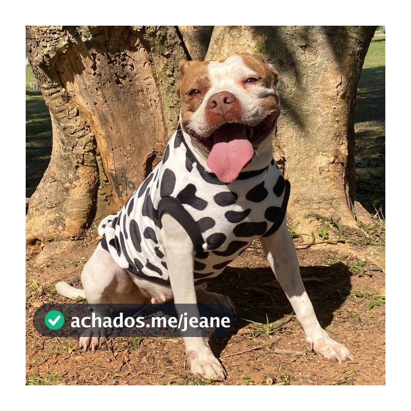Roupa pet roupa para cachorro porte grande de fleece